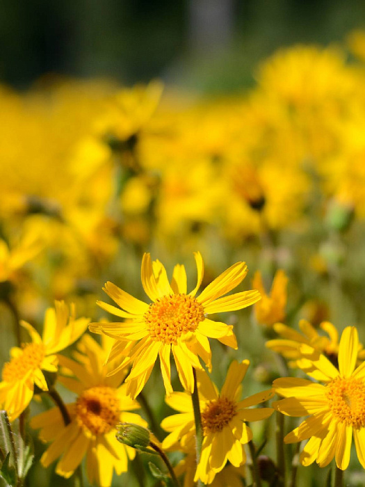 прочее Жидкость-концентрат для ванн Арника 300 мл