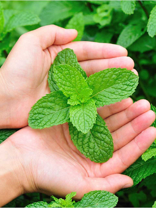 прочее Жидкость-концентрат для ванн Мята 300 мл